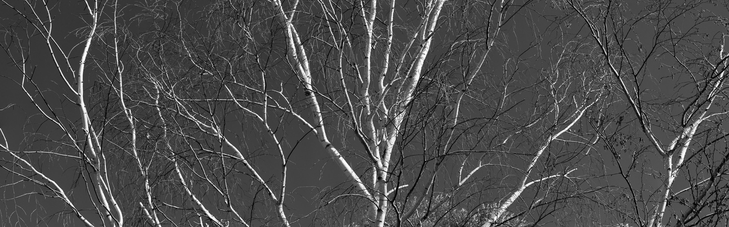 180: Birch tree in winter, black and white